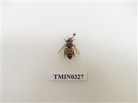 藏品(義大利蜂)的圖片